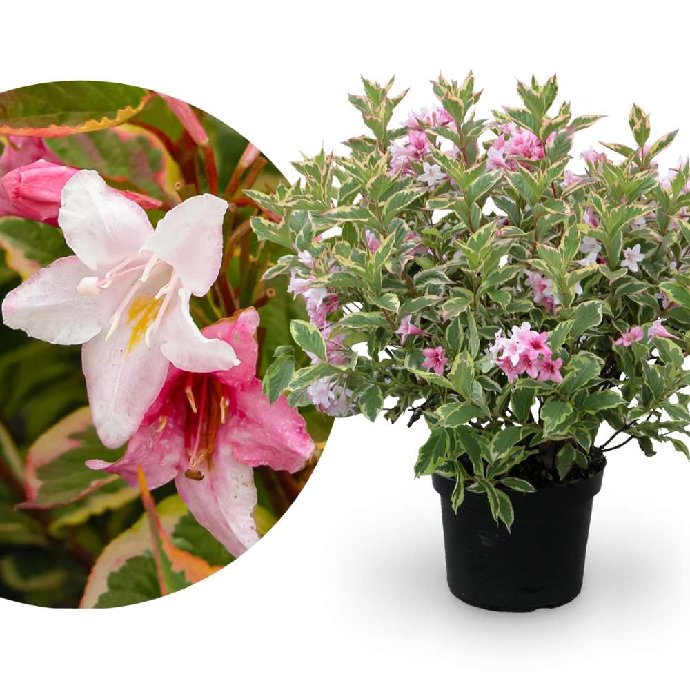 Weigela Florida Variegata, arbust decorativ cu frunze pestrite si flori roz, ramuri arcuite curgatoare