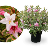 Weigela Florida Variegata, arbust decorativ cu frunze pestrite si flori roz, ramuri arcuite curgatoare