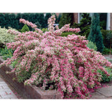 Weigela Florida Variegata, arbust decorativ cu frunze pestrite si flori roz, ramuri arcuite curgatoare