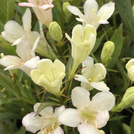 Weigela Pitica Picobella Bianco, arbust compact cu flori albe, inflorire abundenta toata vara