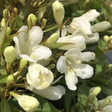Weigela Pitica Picobella Bianco, arbust compact cu flori albe, inflorire abundenta toata vara