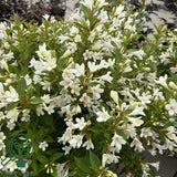 Weigela Pitica Picobella Bianco, arbust compact cu flori albe, inflorire abundenta toata vara