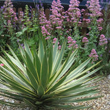 Yucca Gloriosa Variegata, cu frunze verzi si marginii aurii