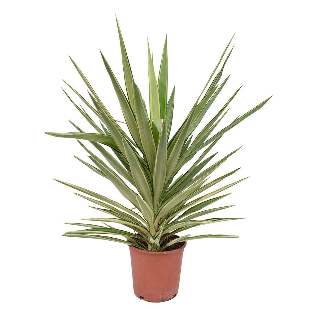 Yucca variegata Jewel, de interior, frunze galben verde, planta exotica pentru living, crestere moderata, intretinere usoara