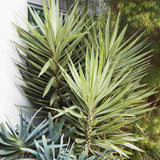 Yucca variegata Jewel, de interior, frunze galben verde, planta exotica pentru living, crestere moderata, intretinere usoara