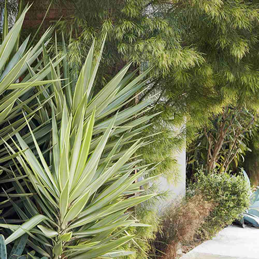 Yucca variegata Jewel, de interior, frunze galben verde, planta exotica pentru living, crestere moderata, intretinere usoara