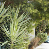 Yucca variegata Jewel, de interior, frunze galben verde, planta exotica pentru living, crestere moderata, intretinere usoara