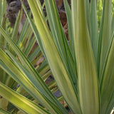 Yucca variegata Jewel, de interior, frunze galben verde, planta exotica pentru living, crestere moderata, intretinere usoara