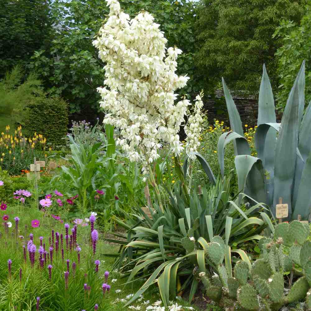 Yucca Filamentosa, gradina rezistenta, frunze verzi cu filamente, flori albe parfumate, ideala pentru rocarii si zone insorite