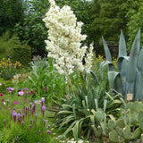 Yucca Filamentosa, gradina rezistenta, frunze verzi cu filamente, flori albe parfumate, ideala pentru rocarii si zone insorite