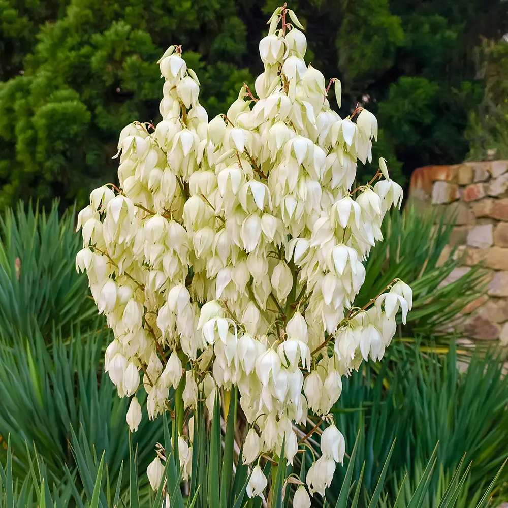 Yucca Filamentosa, gradina rezistenta, frunze verzi cu filamente, flori albe parfumate, ideala pentru rocarii si zone insorite
