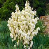 Yucca Filamentosa, gradina rezistenta, frunze verzi cu filamente, flori albe parfumate, ideala pentru rocarii si zone insorite