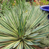 Yucca Gloriosa Variegata, cu frunze verzi si marginii aurii