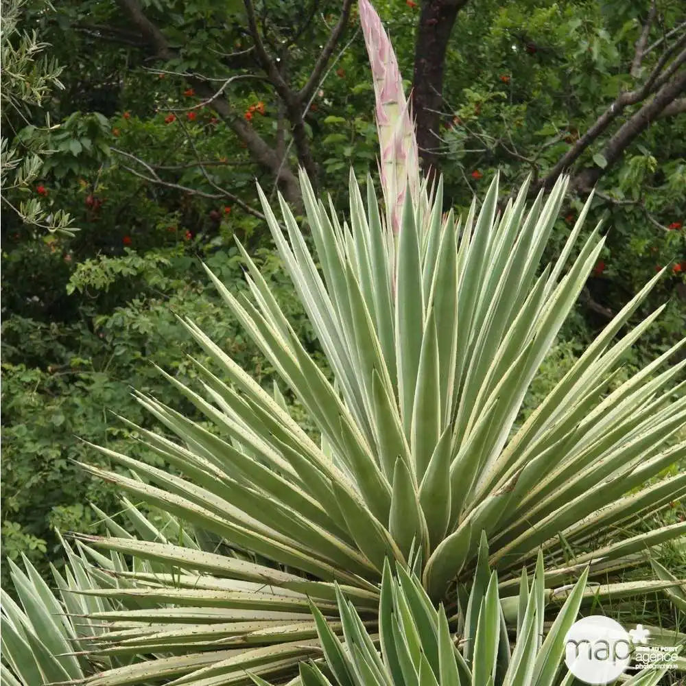 Yucca Gloriosa Variegata, cu frunze verzi si marginii aurii