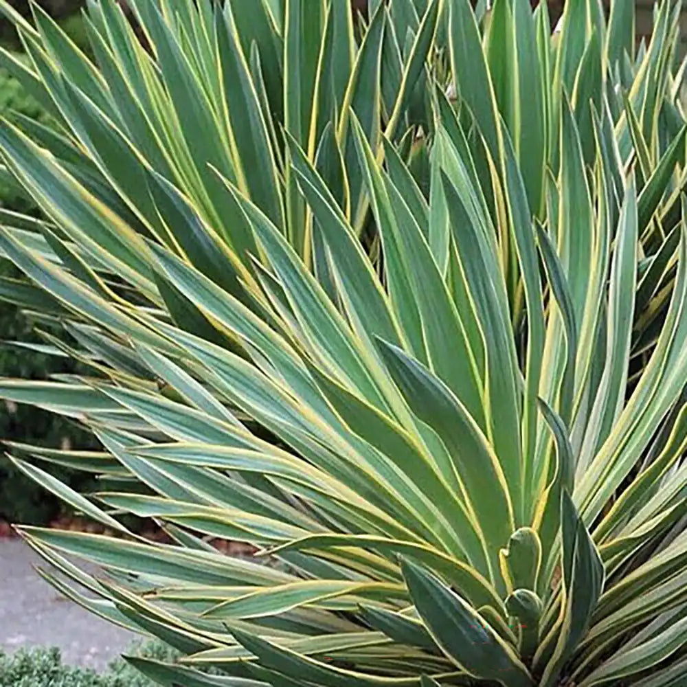 Yucca Gloriosa Variegata, cu frunze verzi si marginii aurii