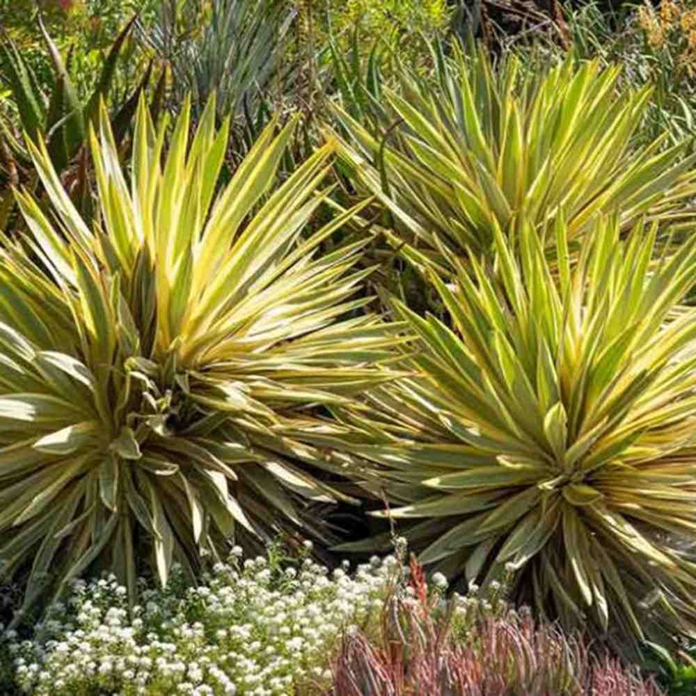 Yucca gloriosa Walbristar/Brightstar, frunze galben verde, rezistenta la seceta si ger, decorativa de gradina, ideala pentru rocarii si ghivece mari