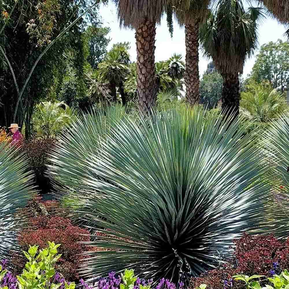 Yucca Albastra Rostrata Sapphire Skies, frunze indelungite albastre, planta decorativa rezistenta la ger, ideala pentru gradini mediteraneene si rocarii