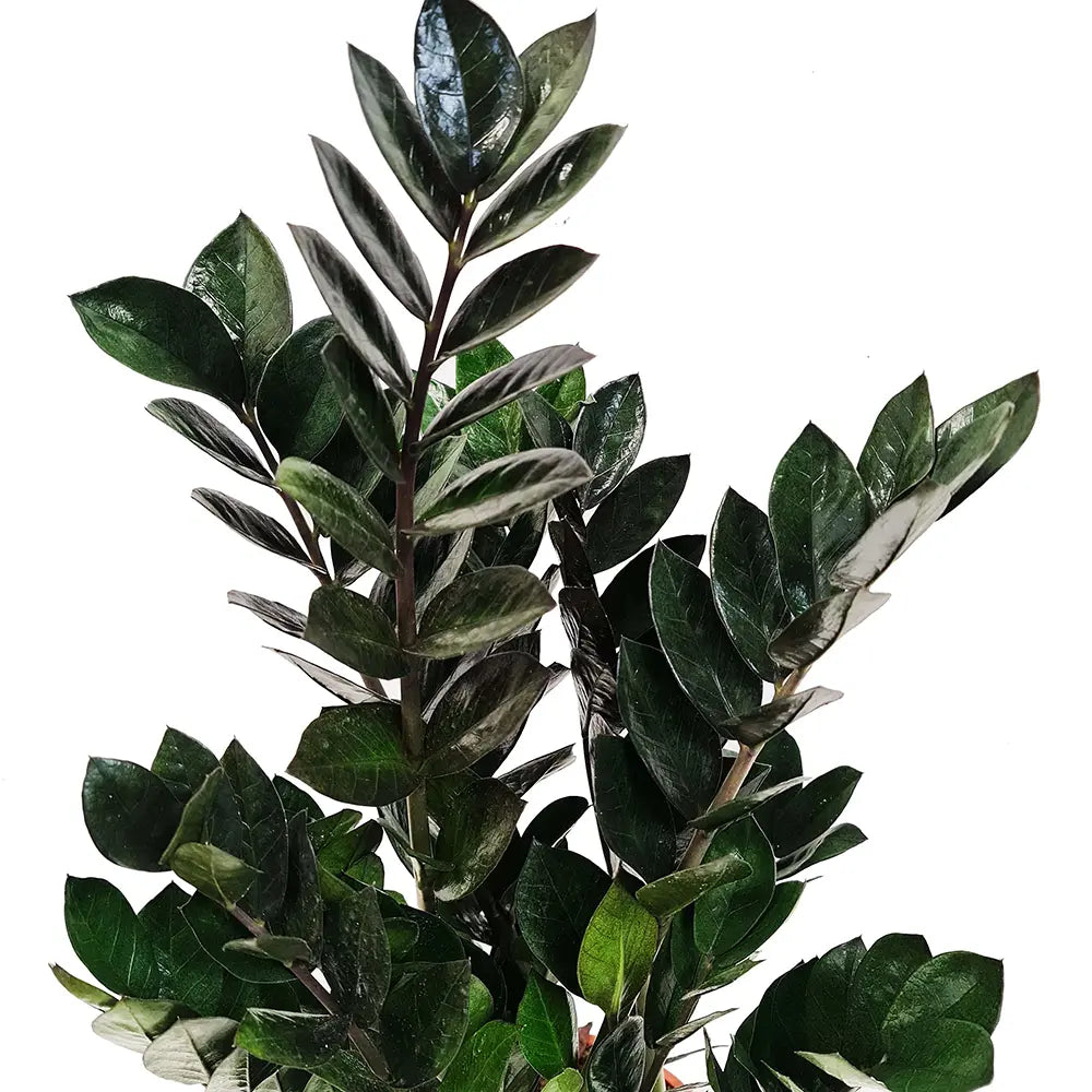 Planta Norocului (Zamioculcas Zamiifolia) Raven, 3  tulpini/ghiveci, planta de apartament cu frunze negre lucioase, rezistenta umbra, udare rara - 70 cm