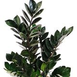 Planta Norocului (Zamioculcas Zamiifolia) Raven, 3  tulpini/ghiveci, planta de apartament cu frunze negre lucioase, rezistenta umbra, udare rara - 70 cm