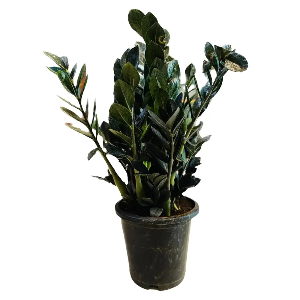 Planta Norocului (Zamioculcas Zamiifolia) Raven, 3  tulpini/ghiveci, planta de apartament cu frunze negre lucioase, rezistenta umbra, udare rara - 70 cm