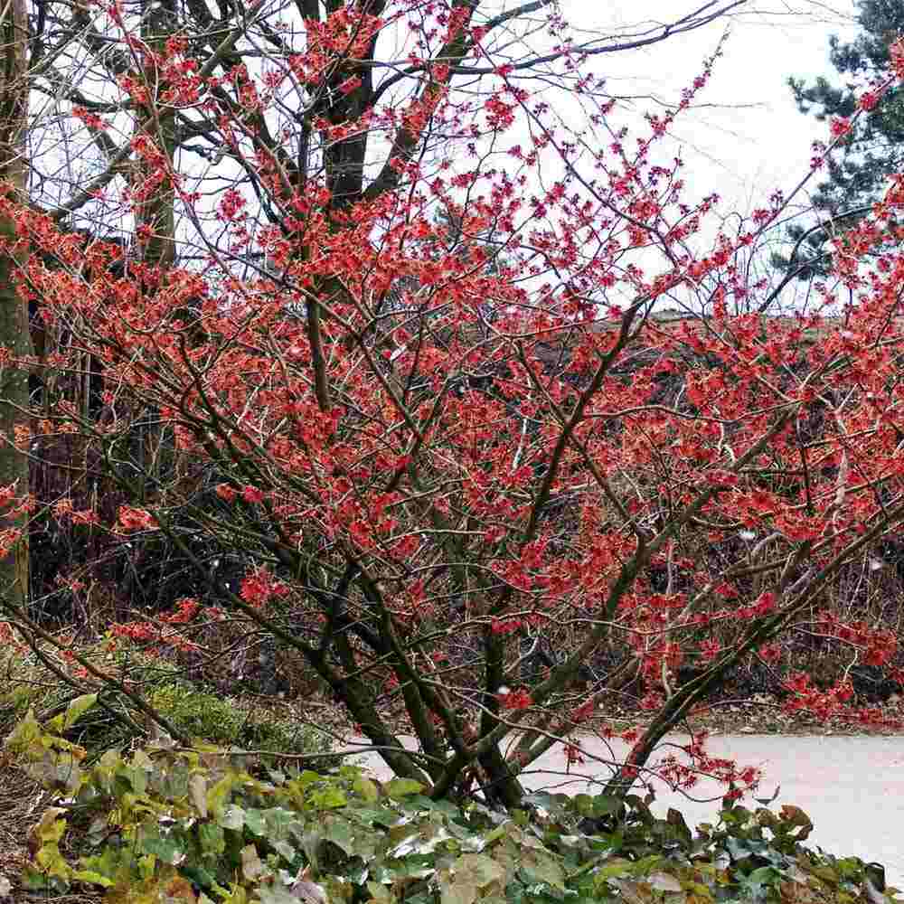 Alunul vrajitoarelor (Hamamelis intermedia) Ruby Glow, arbust cu flori rosu rubiniu parfumate, inflorire ianuarie-martie, rezistent la -25°C