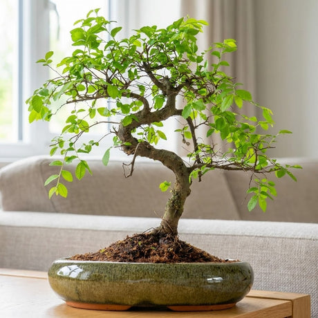 Aranjament Bonsai Zen Zelkova, 50 cm, ulm japonez in miniatura, cadou perfect