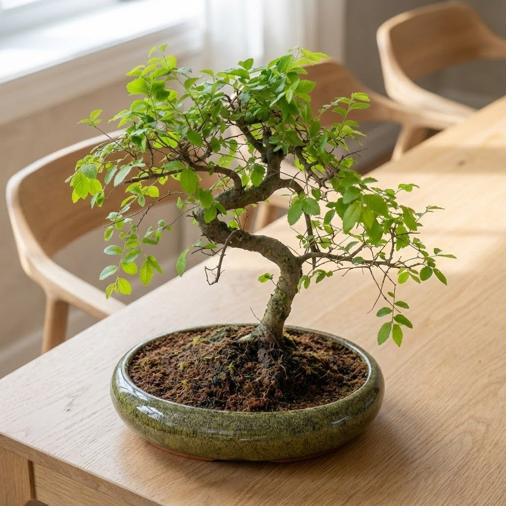 Aranjament Bonsai Zen Zelkova, 50 cm, ulm japonez in miniatura, cadou perfect