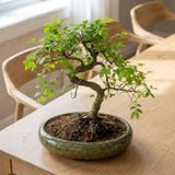 Aranjament Bonsai Zen Zelkova, 50 cm, ulm japonez in miniatura, cadou perfect