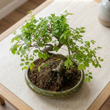Aranjament Bonsai Zen Zelkova, 50 cm, ulm japonez in miniatura, cadou perfect