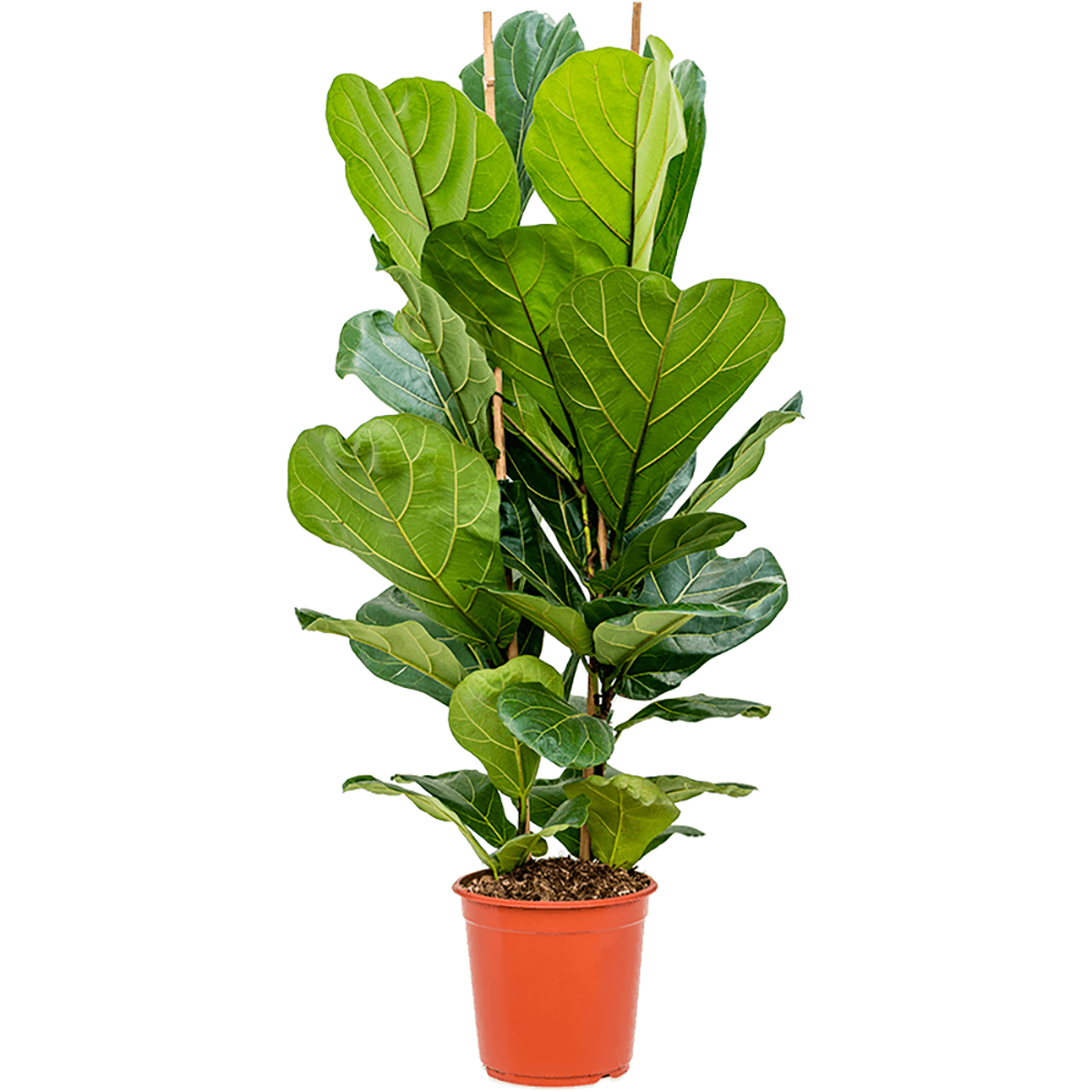 Black Friday - Reduceri Ficus Lyrata - 120 cm Promotie