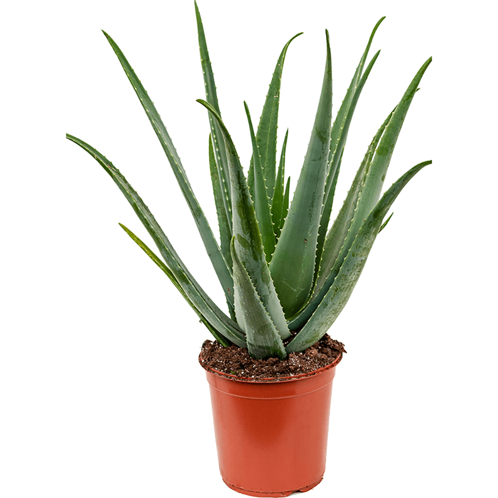 Aloe Vera - 85 cm