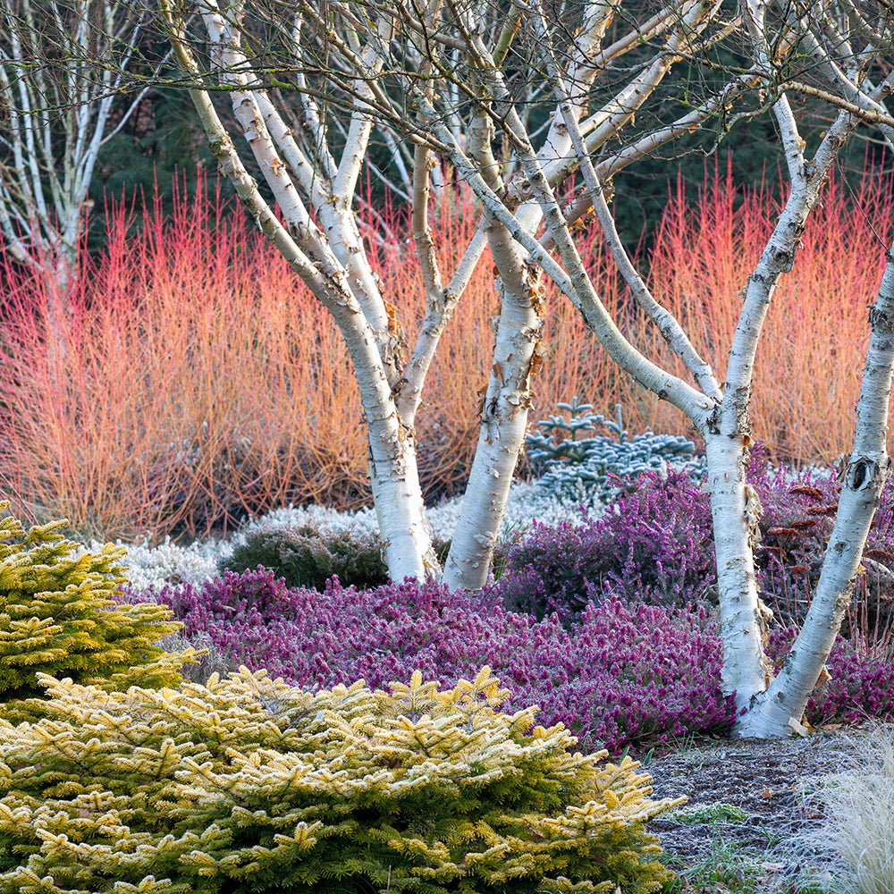 Calluna (Iarba Neagra) Aphrodite