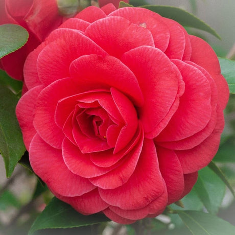 Trandafir Japonez Camellia Black Lace, cu flori rosii-inchis