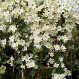Clematis Avalanche, cu Flori Albe Cataratoare