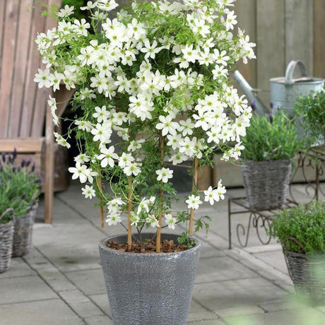 Clematis Avalanche, cu Flori Albe Cataratoare