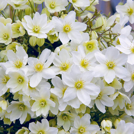 Clematis Avalanche, cu Flori Albe Cataratoare