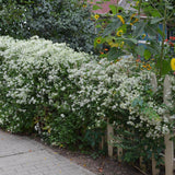 Clematis Avalanche, cu Flori Albe Cataratoare