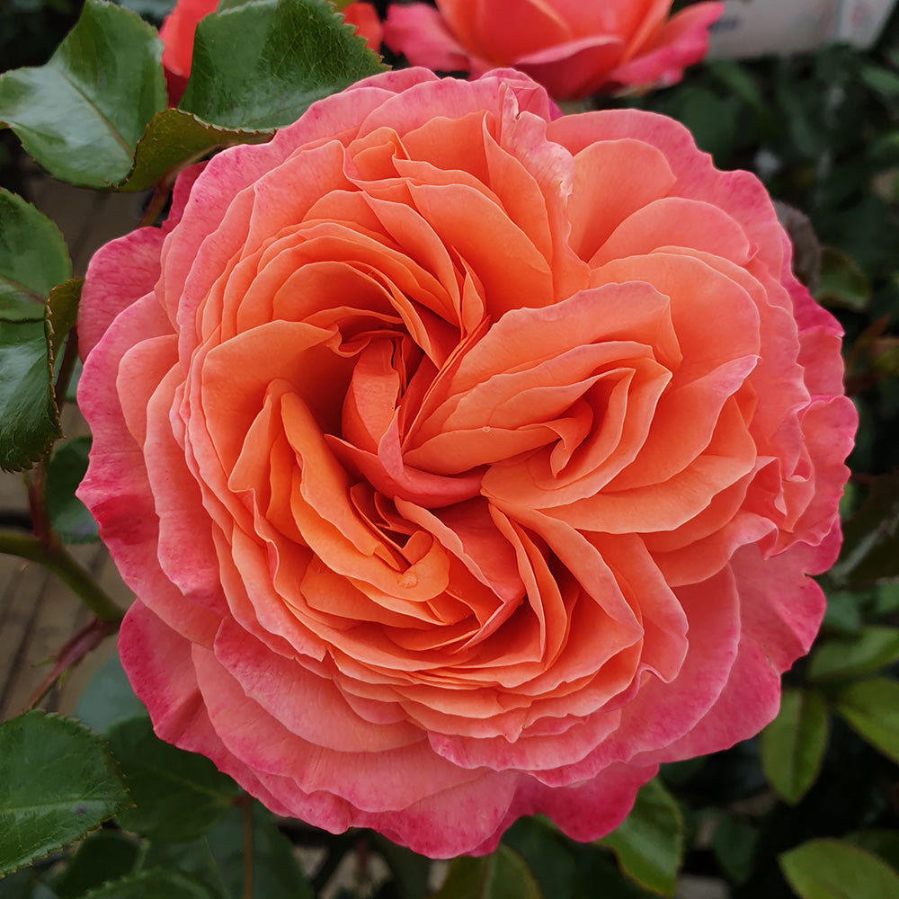 Trandafir Floribunda apricot-somon Coral Lions, inflorire repetata