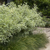 Cornus alba Elegantissima, livrat in ghiveci de 5L