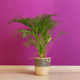 Black Friday - Reduceri Palmier Areca Dypsis Lutescens - 90 cm Promotie