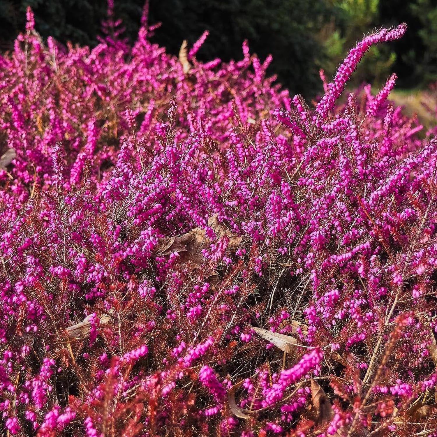 Erica (Iarba Neagra) Kramers Rote