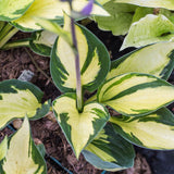 Crin de Toamna (Hosta) Morning Light
