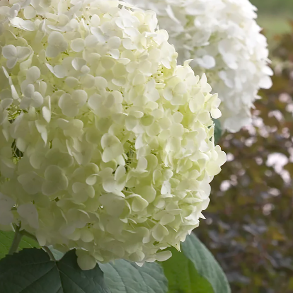 Hortensia de gradina Incrediball, cu flori albe