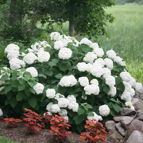 Hortensia de gradina Incrediball, cu flori albe