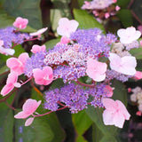Hortensia Hot Chocolate
