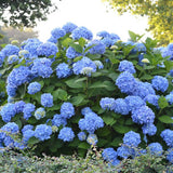 Hortensia de gradina Endless Summer Love, cu flori albastre