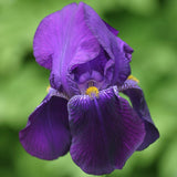 Iris Germanica (Stanjenel) Bishop's Robe - Bulb Plantat In Ghiveci