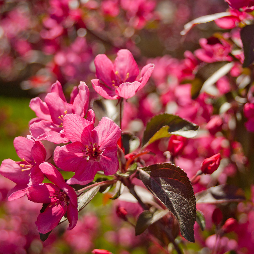 Mar Ornamental Royal Beauty