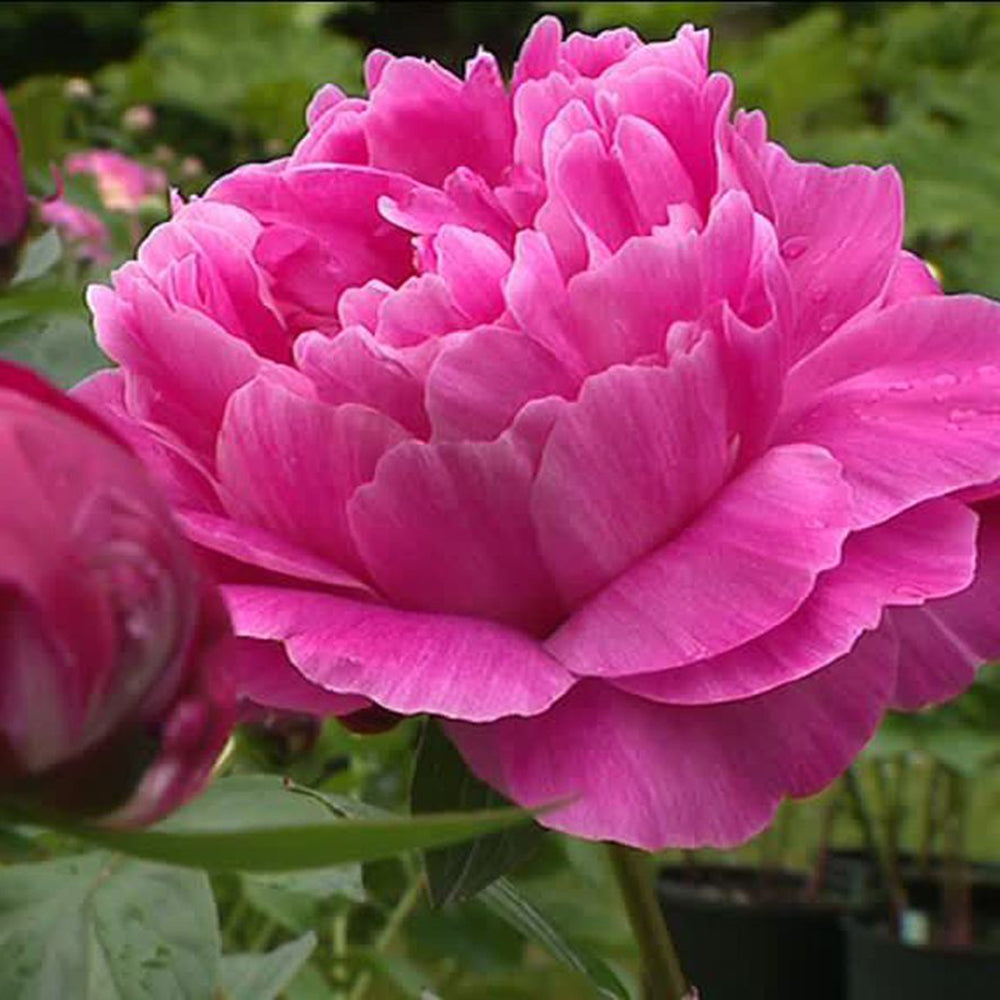 Rizom/Radacina Bujor Roz-Violet (Paeonia) Jadwiga (1 Buc.)