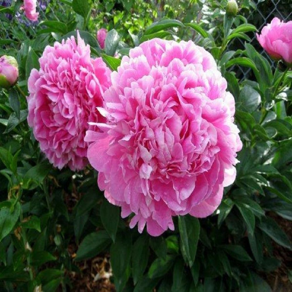 Rizom/Radacina Bujor roz-aprins Jacorma (1 Buc.)